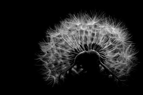 Black and White Photography examples